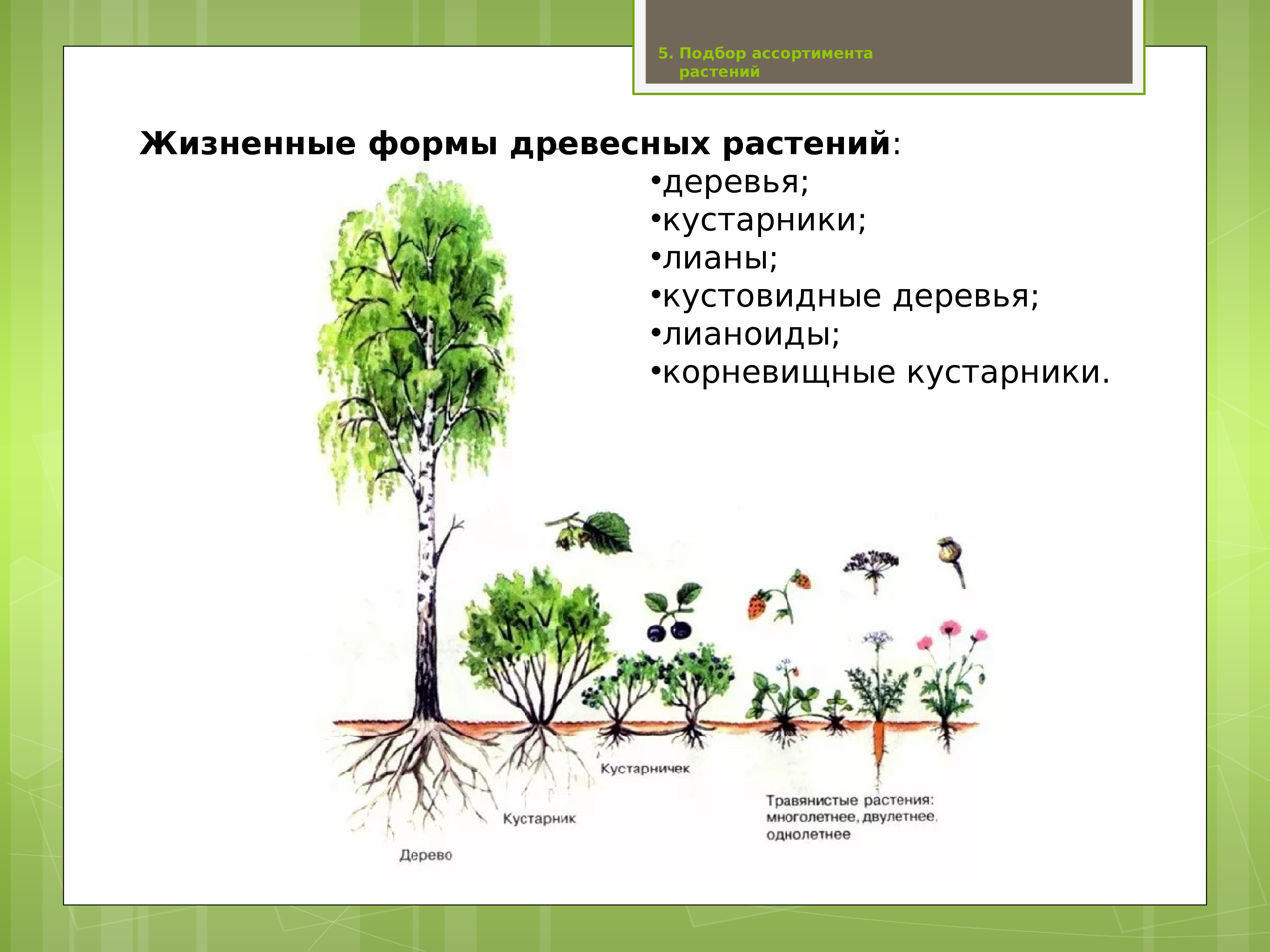 Классификация жизненных форм древесных растений