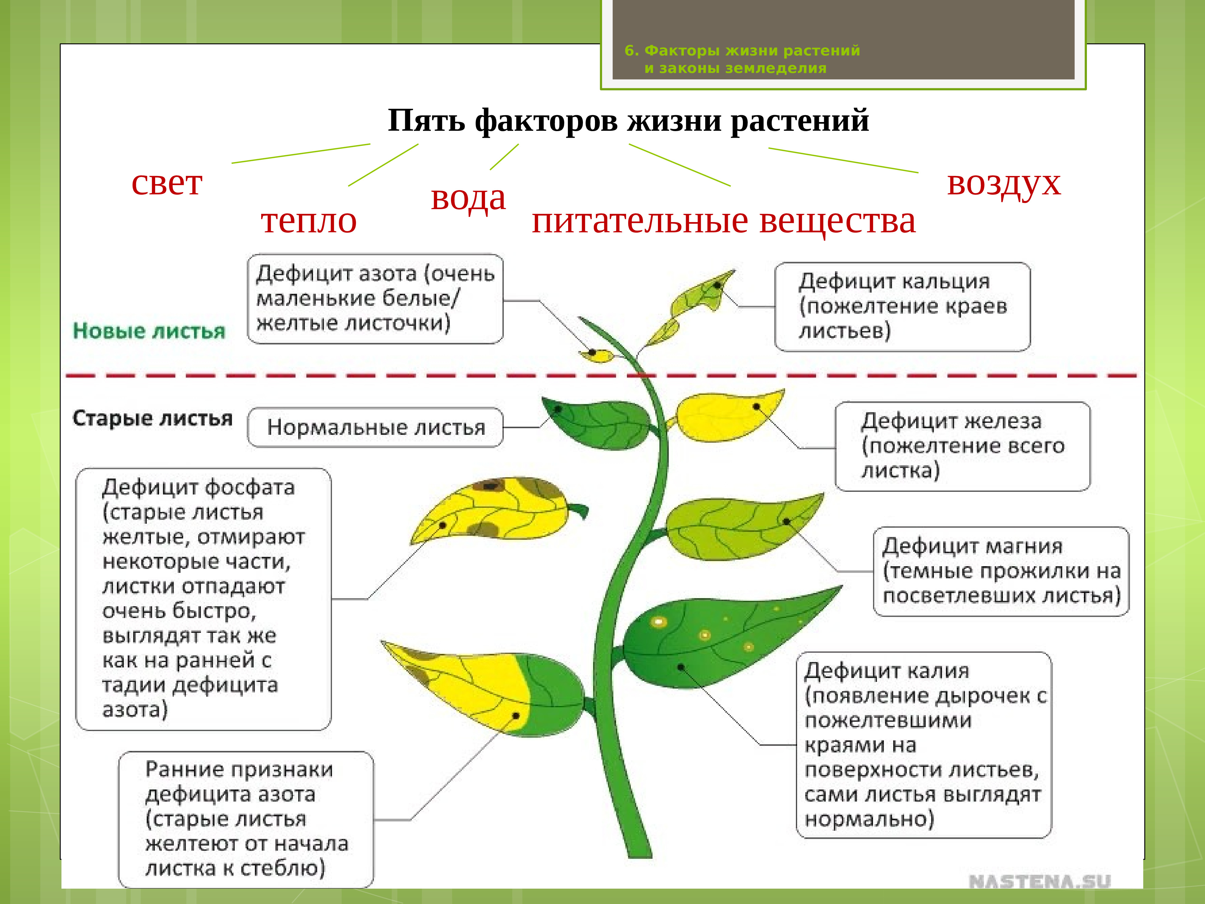 Факторы жизни растений