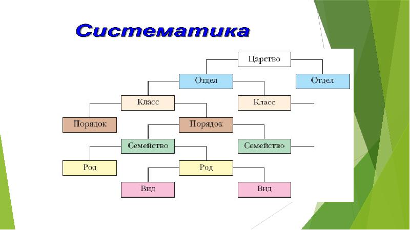 Основы систематики растений презентация