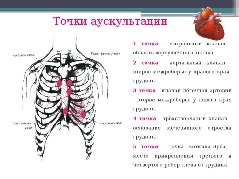 Межреберья схема у человека