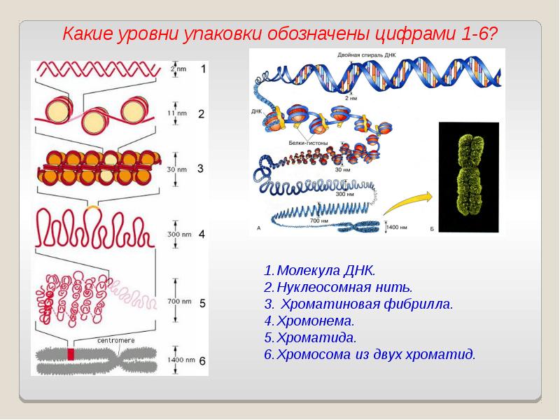 Белки пименов презентация