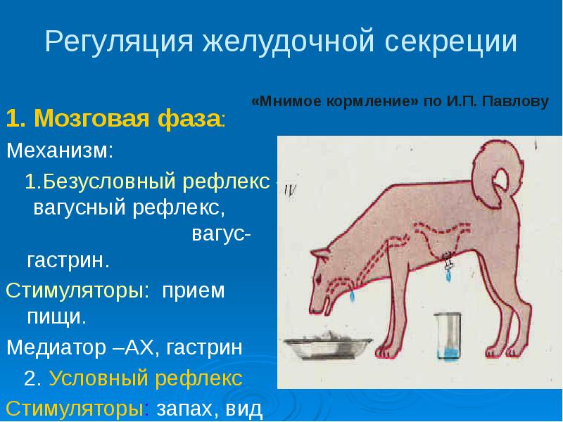 Регуляция пищеварения. Регуляция желудочной секреции. Гуморальная регуляция желудочной секреции. Фазы регуляции желудочной секреции. Регуляция сокоотделения.