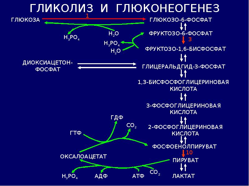 Глюконеогенез из лактата схема