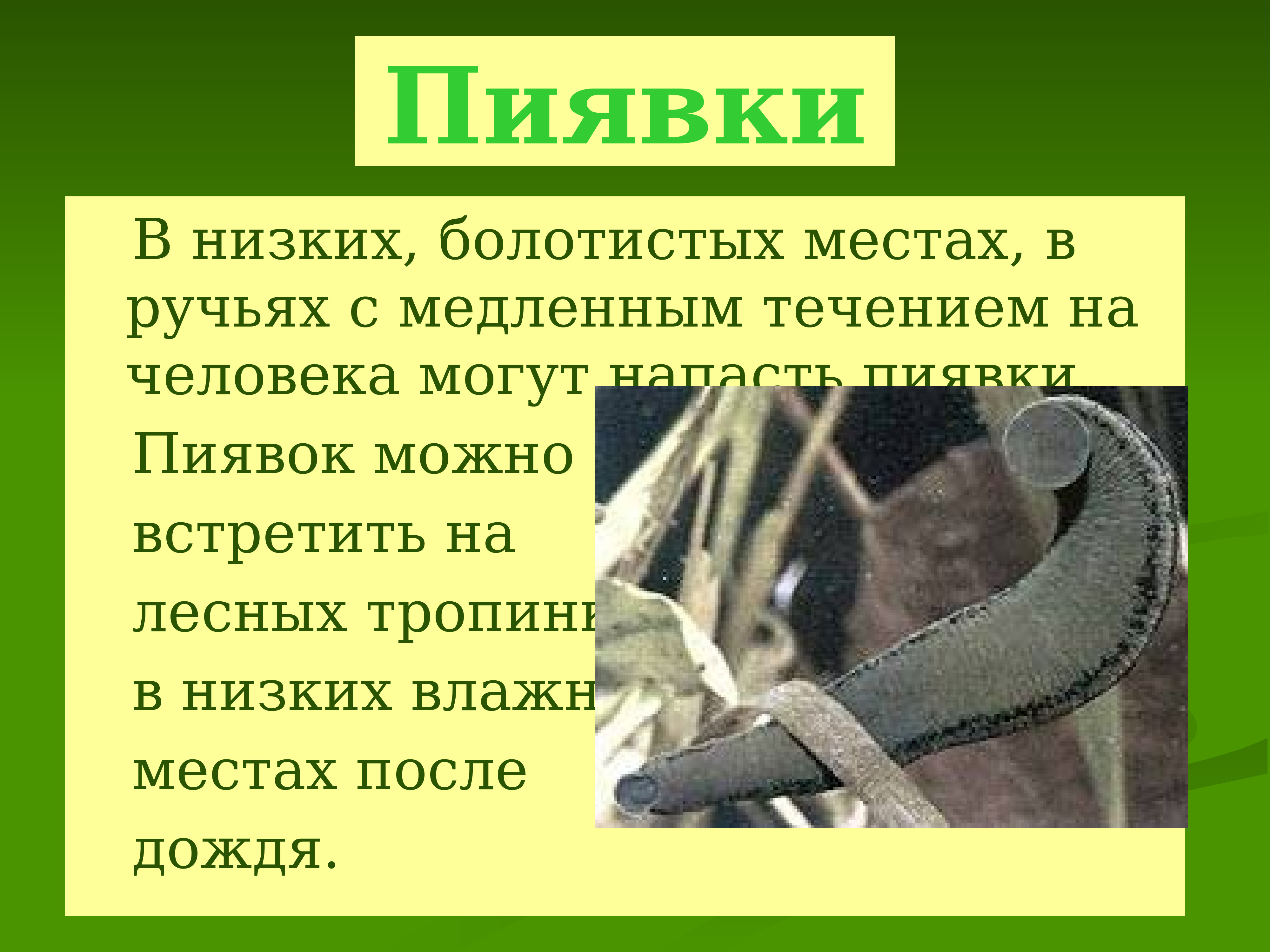 Укусы насекомых змей. Укусы змей и насекомых презентация. Оказание помощи при укусах насекомых и змей. Оказание 1 помощи при укусах змей и насекомых. Укусы ядовитых змей и насекомых презентация.