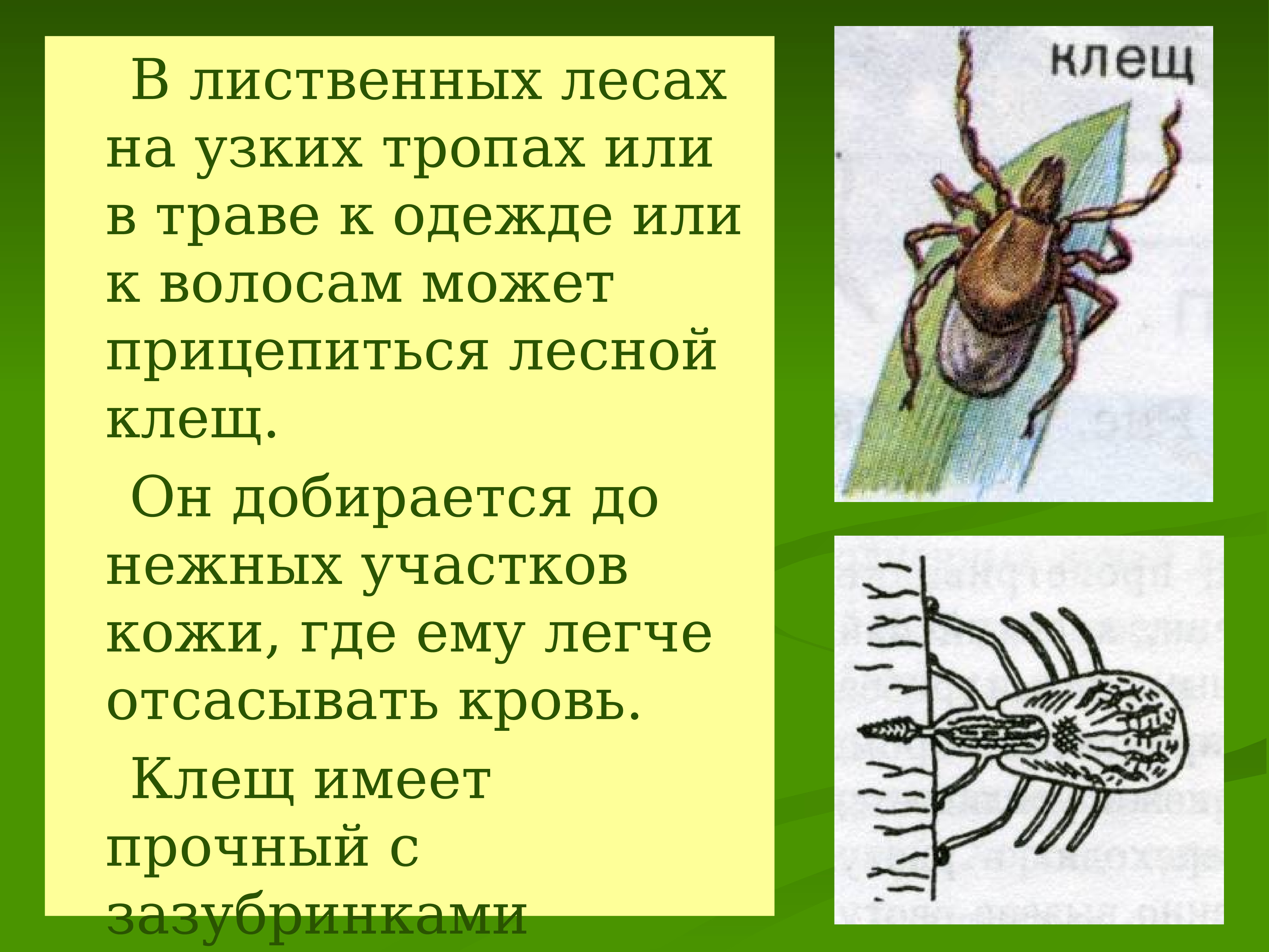 Защита от насекомых обж. Укусы ядовитых насекомых. Опасности в лесу насекомые. Укусы насекомых презентация.