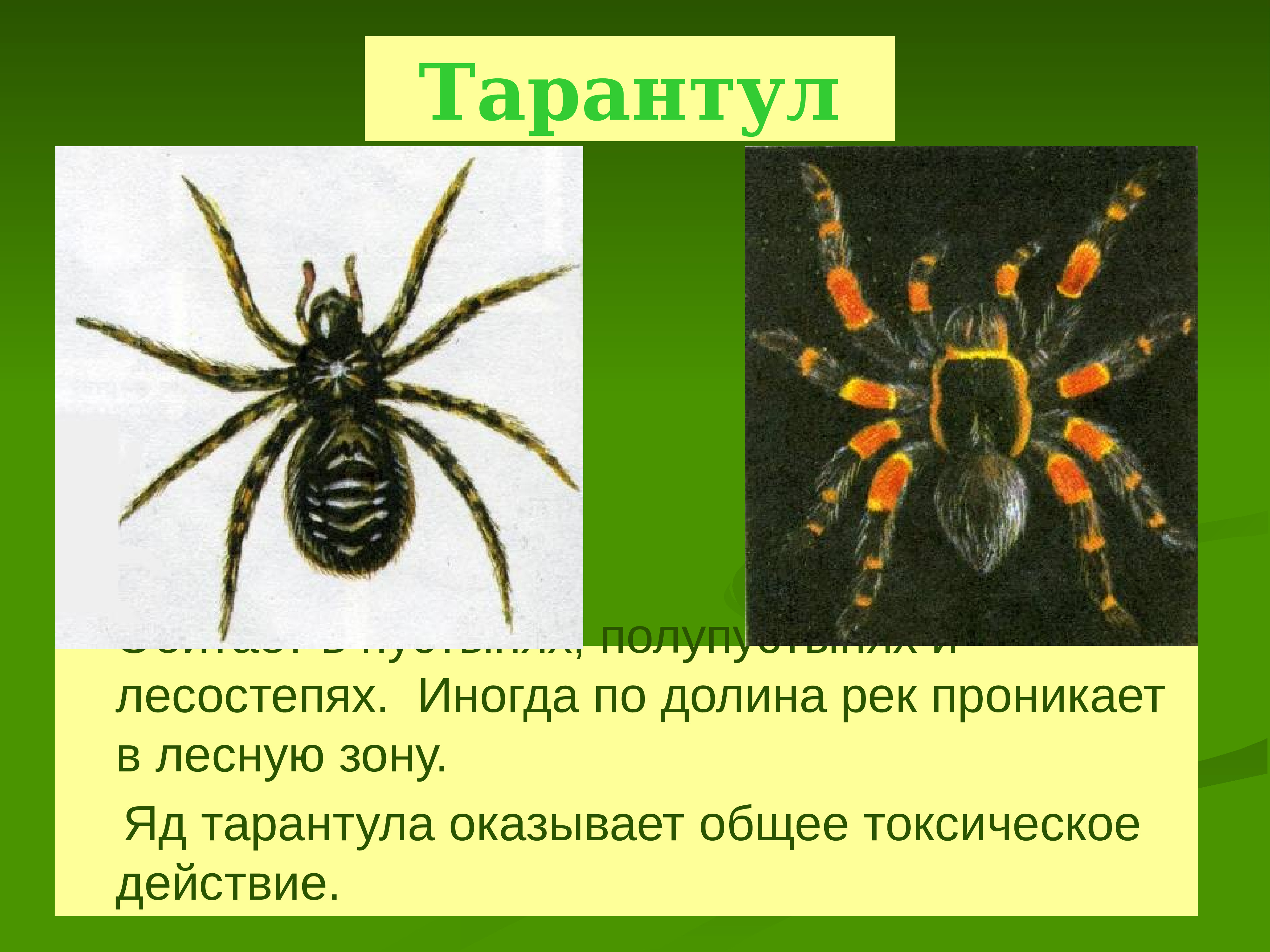 Сообщение о пауках. Доклад о пауке Тарантуле. Доклад про тарантула. Тарантул презентация. Паук Тарантул фото и описание.