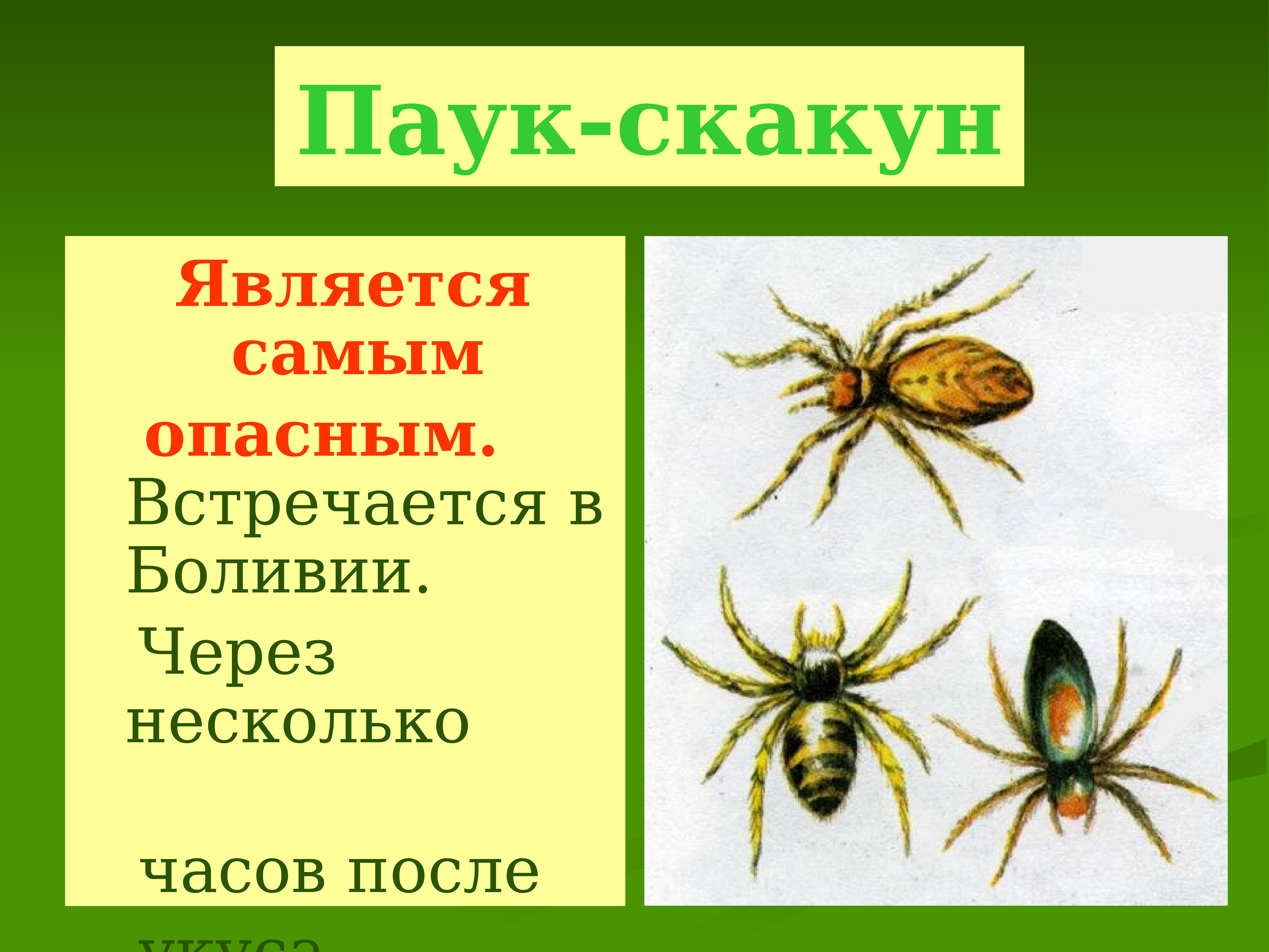 Опасные животные первая помощь при укусах насекомых и змей 6 класс обж презентация