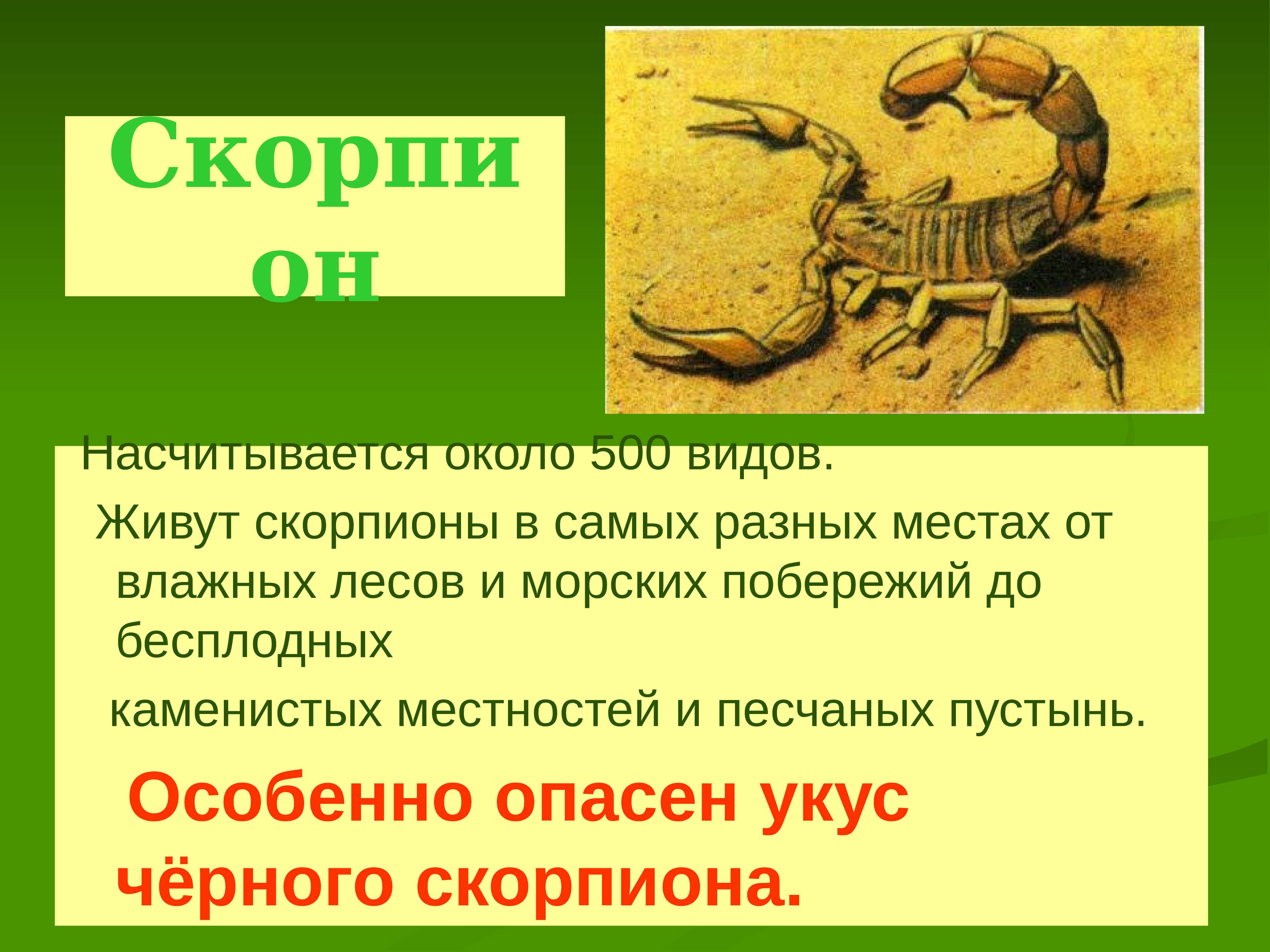 Суть жизни скорпиона. Виды скорпионов. Скорпион вид животного. Рассказ о Скорпионе. Скорпион презентация для детей.