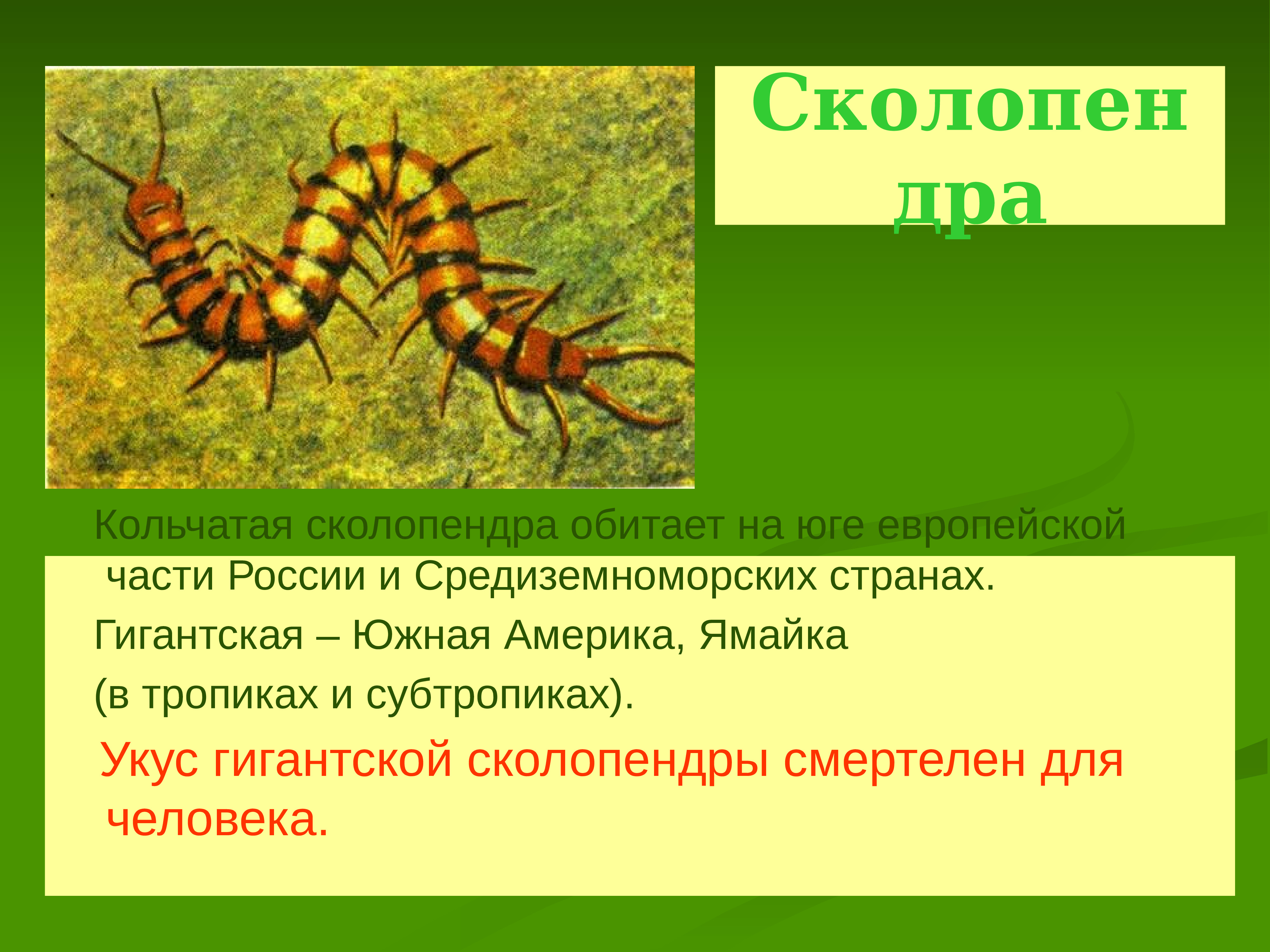 Опасные животные первая помощь при укусах насекомых и змей 6 класс обж презентация