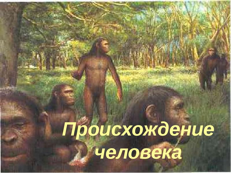 Происхождение человека Происхождение человека