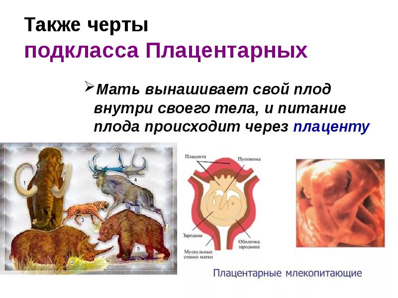 Также черты подкласса Плацентарных
Мать вынашивает свой плод внутри своего тела, Также черты подкласса Плацентарных
Мать вынашивает свой плод внутри своего тела,