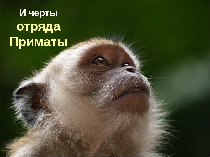 И черты отряда Приматы И черты отряда Приматы
