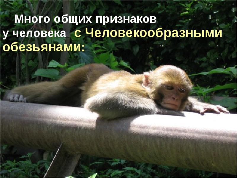 Много общих признаков у человека с Человекообразными обезьянами: Много общих признаков у человека с Человекообразными обезьянами: