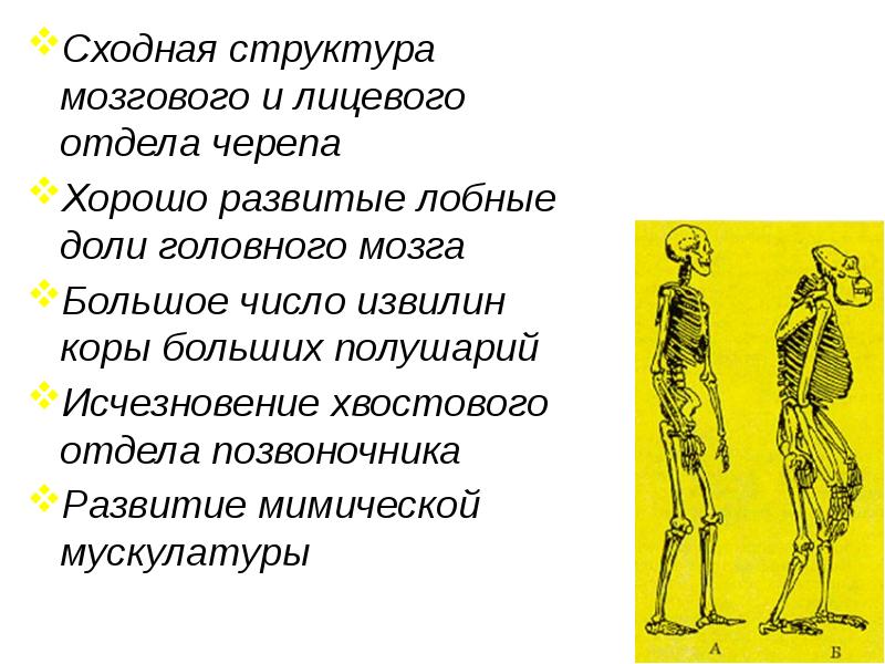 Сходная структура мозгового и лицевого отдела черепа
Хорошо развитые лобные доли Сходная структура мозгового и лицевого отдела черепа
Хорошо развитые лобные доли