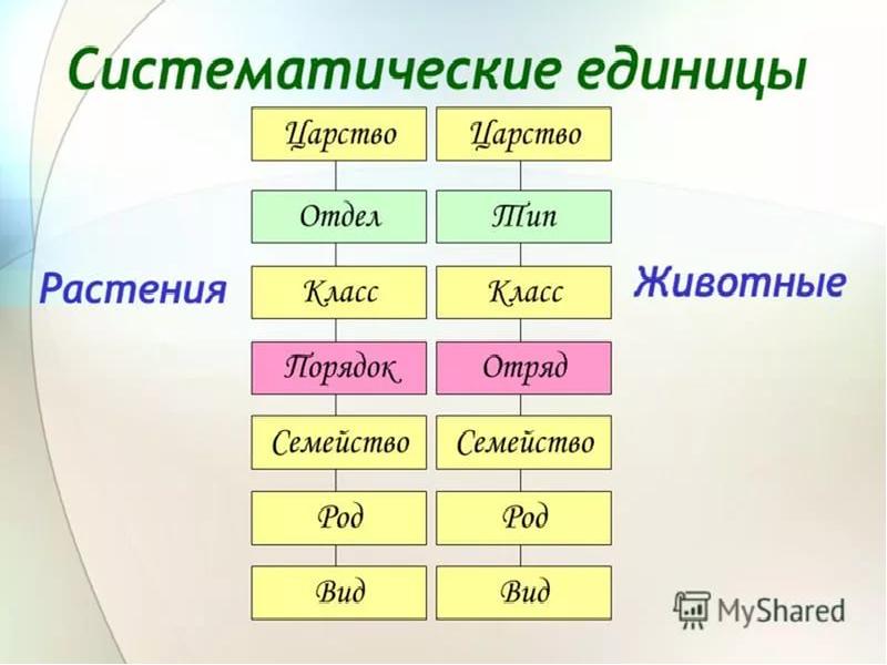 Систематическая категория лисица. Царство Тип отдел класс порядок семейство род вид. Систематика растений царство отделы. Тип род вид класс последовательность. Основные таксономические категории систематики растений.