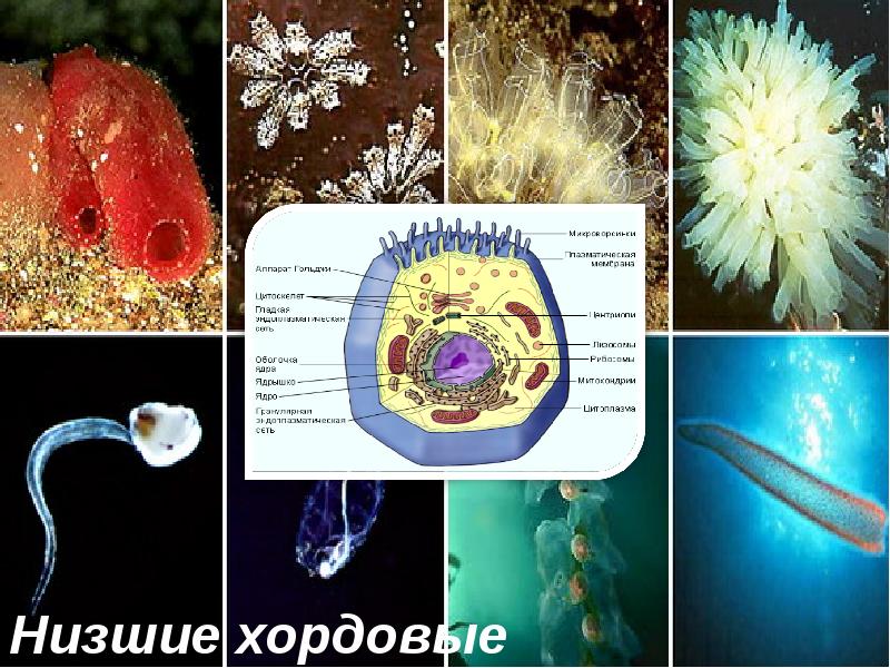 Низшие хордовые Низшие хордовые