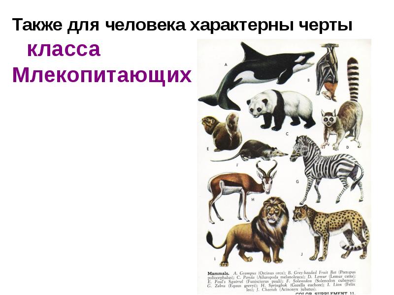 Также для человека характерны черты класса
Млекопитающих Также для человека характерны черты класса
Млекопитающих