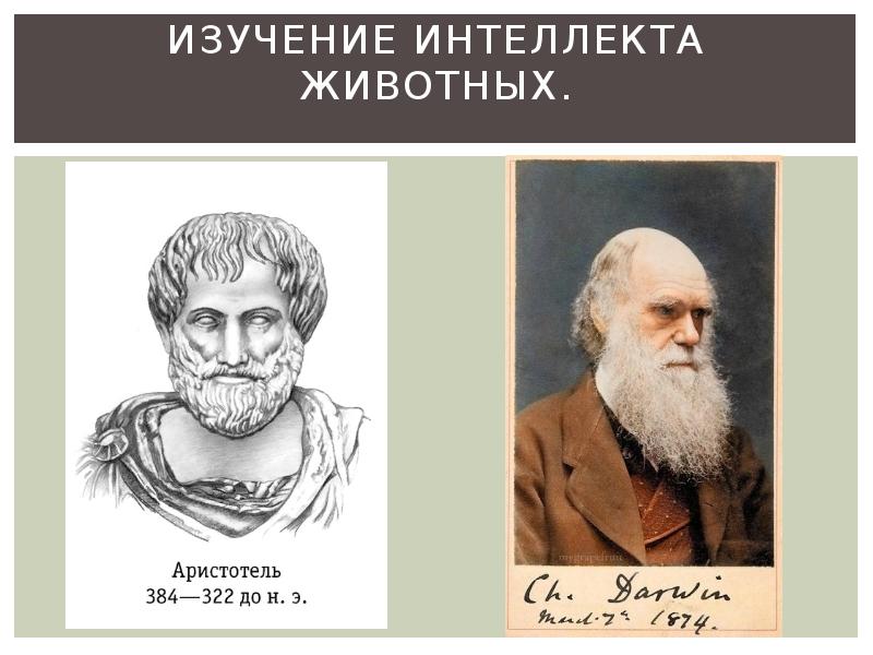 Изучение интеллекта животных. Изучение интеллекта животных
