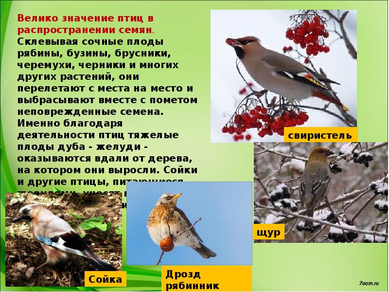Значение птиц биология 8 класс. Птицы распространяют семена растений. Птицы в жизни человека и природы. Роль птиц в жизни человека. Птицы питающиеся семенами.