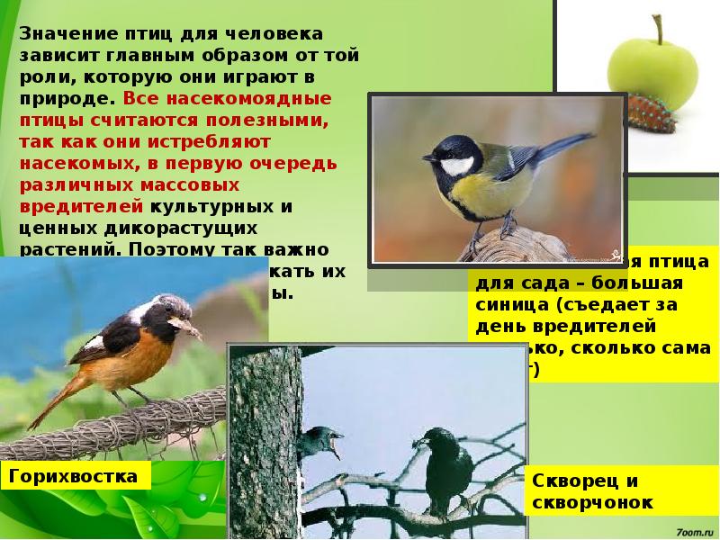 Значение видов в природе. Роль насекомоядных птиц. Охрана птиц в природе. Полезные птицы. Птицы в жизни человека.