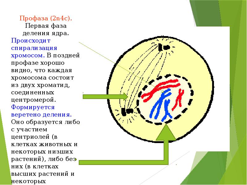 Деление профазы. Клетка в поздней профазе рисунок. Профаза первая фаза деления 2n4c. Профаза спирализация хромосом. Поздняя профаза.