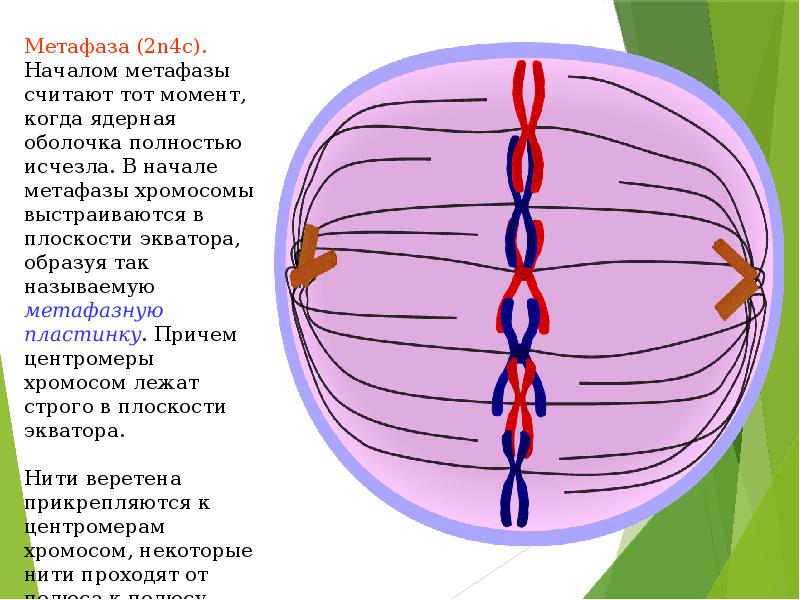 Метафаза митоза рисунок