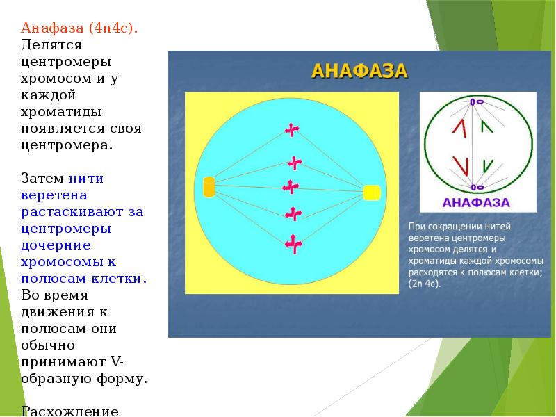 Расходятся к полюсам клетки. Митоз анафаза 4n4c. Митоз анафаза 2n = 4. Фазы анафаза. Анафаза функции.
