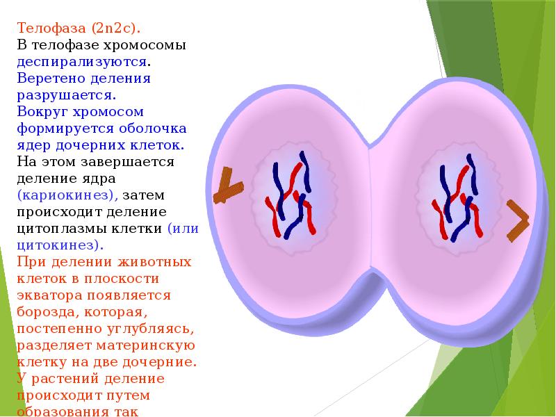 N 2 c. Телофаза телофаза 2. Ядра дочерних клеток в телофазе. Телофаза 2n2c митоз цитокинез. Телофаза хромосомы деспирализуются.