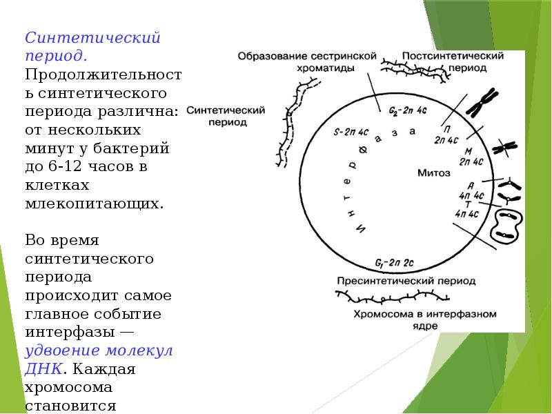 Синтетический период. Основные события синтетического периода интерфазы. Пост синтетический период. Синтетический период постсинтетический период.