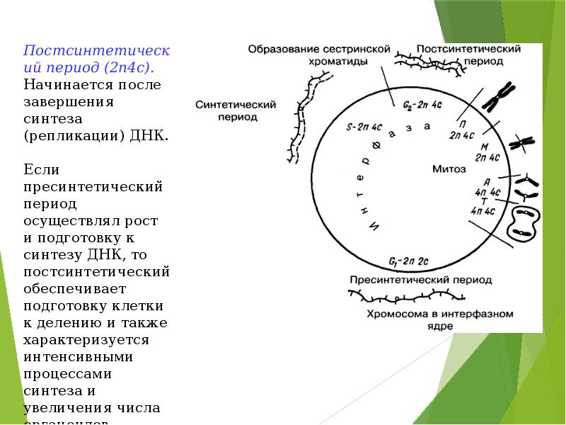 Синтетический период. Постсинтетический период. Постсентичнский период. Пост синтетический период. Пресинтетический синтетический и постсинтетический период.