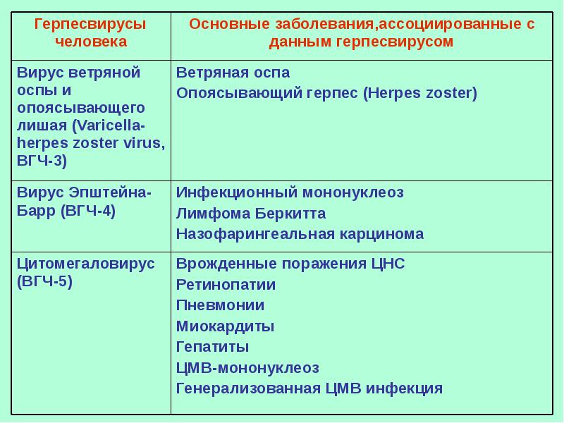 Герпесвирусы