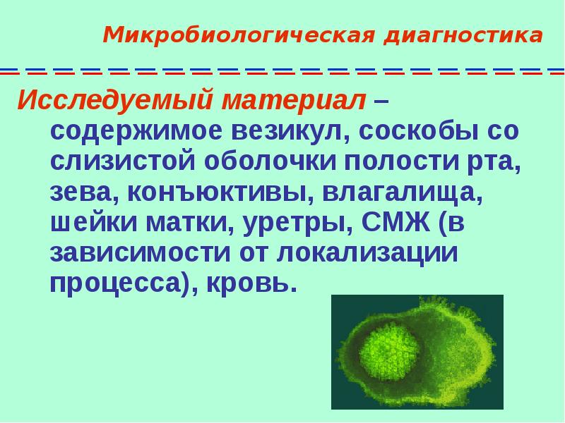 Герпесвирус презентация микробиология