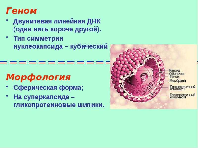 Герпесвирусы микробиология презентация