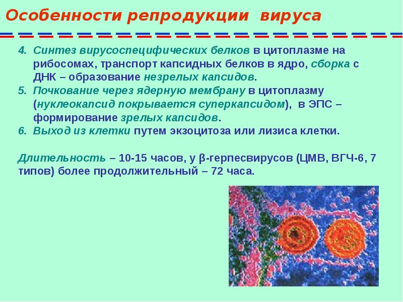 Герпесвирус презентация микробиология