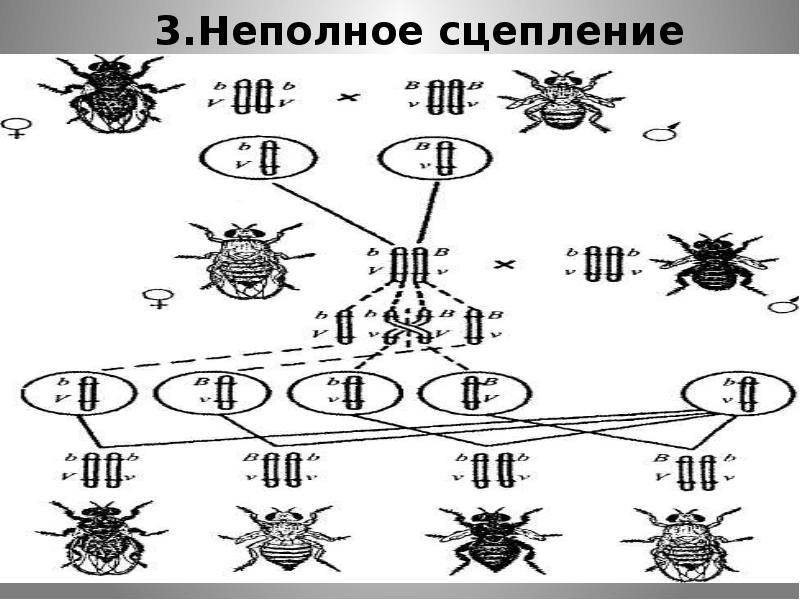 Расстояние между морганидами. Неполное сцепление. Хромосомная теория наследственности Пименов. Хромосомный набор матки пчелы. Кроссворд на тему хромосомная теория наследственности.