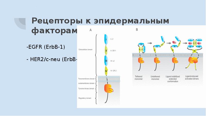 Фактор роста 1. Рецепторы факторов роста. Эпидермальный фактор роста рецепторы. Рецептор ERBB/her. Рецепторы к эпидермальным факторам роста.