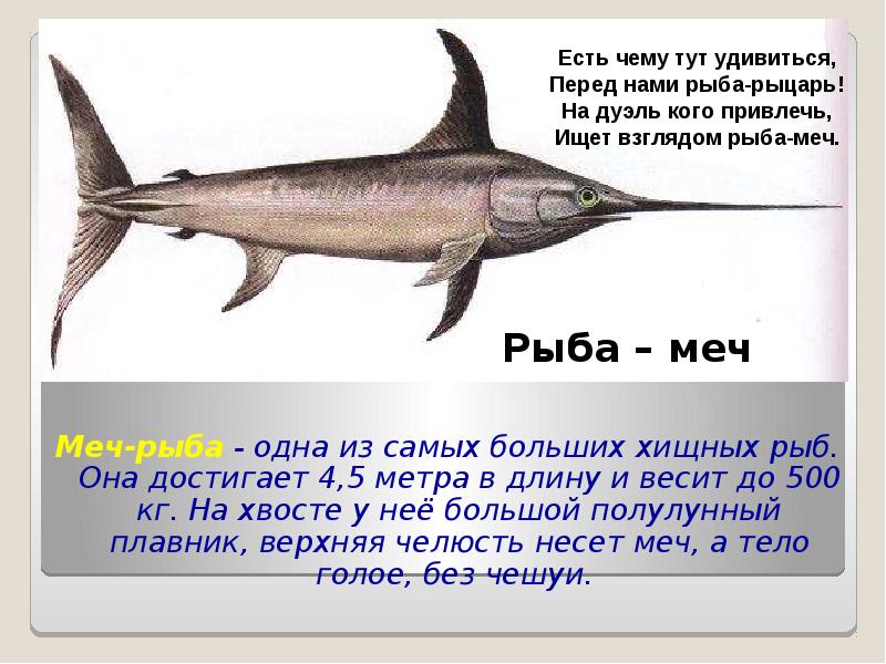 Рыба игла рисунок