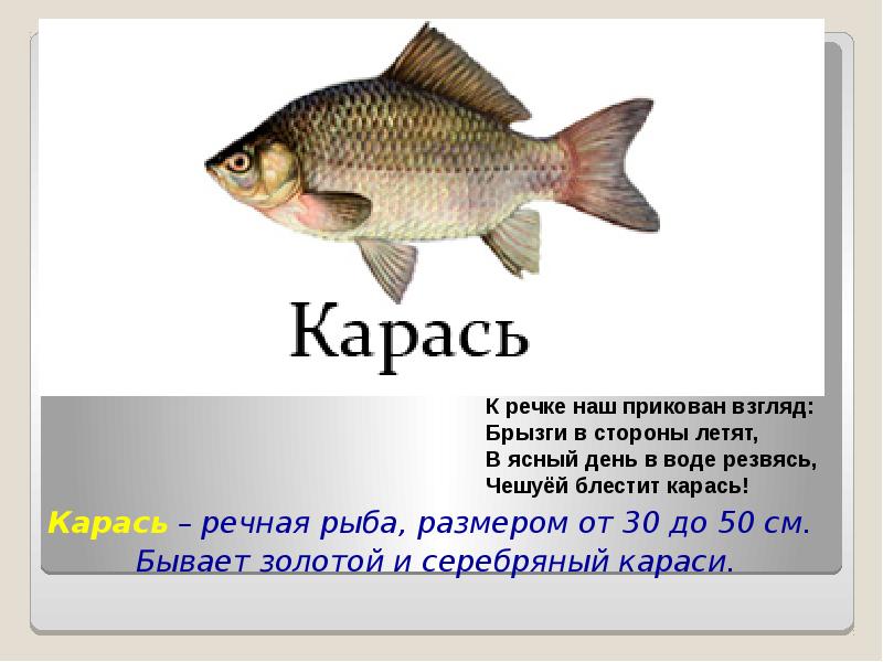 Кто такие рыбы презентация 1. Карась блестит. Серебряный карась доклад. Речной карась Размеры. Карасик. Чешуйки блестят.