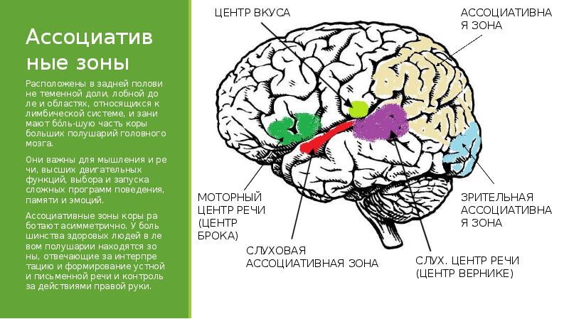 Ассоциативные доли мозга. Ассоциативные зоны коры функции. Ассоциативные центры коры больших полушарий. Ассоциативная зона коры головного мозга. Ассоциативная зона коры головного мозга функции.
