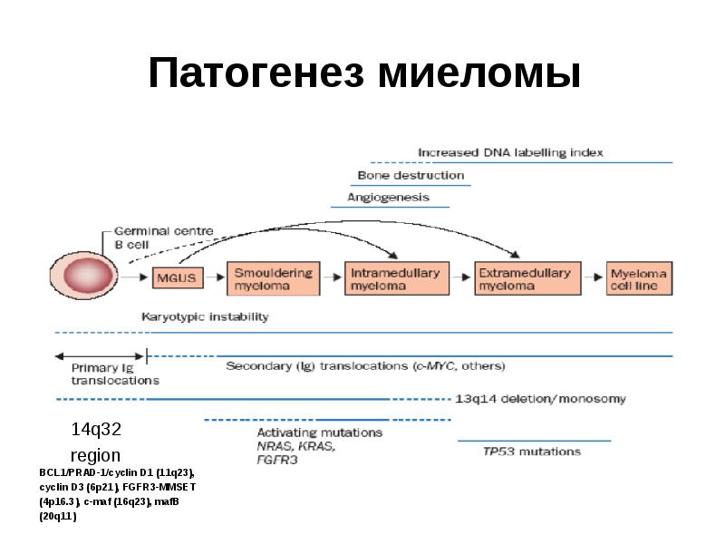 Множественная миелома презентация