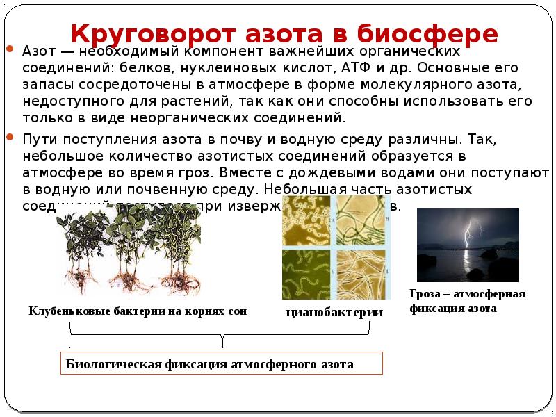 Какие организмы усваивают азот из атмосферы