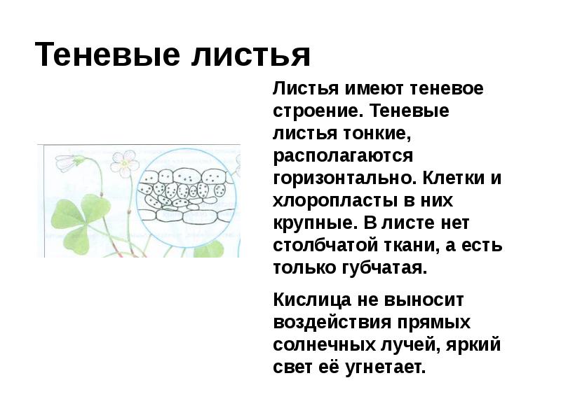 На рисунке изображены световой и теневой листья укажите их какие особенности строения характерны для