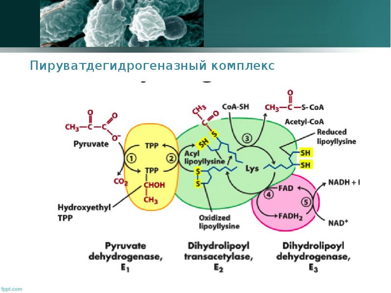 Структурно функциональная организация пируватдегидрогеназного комплекса схема