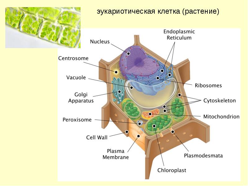 Днк в клетках растений. Эукариотическая клетка это в биологии. Виды эукариотической клетки. Эукариотическая клеточная стенка. Эукариотическая клетка клеточная стенка.