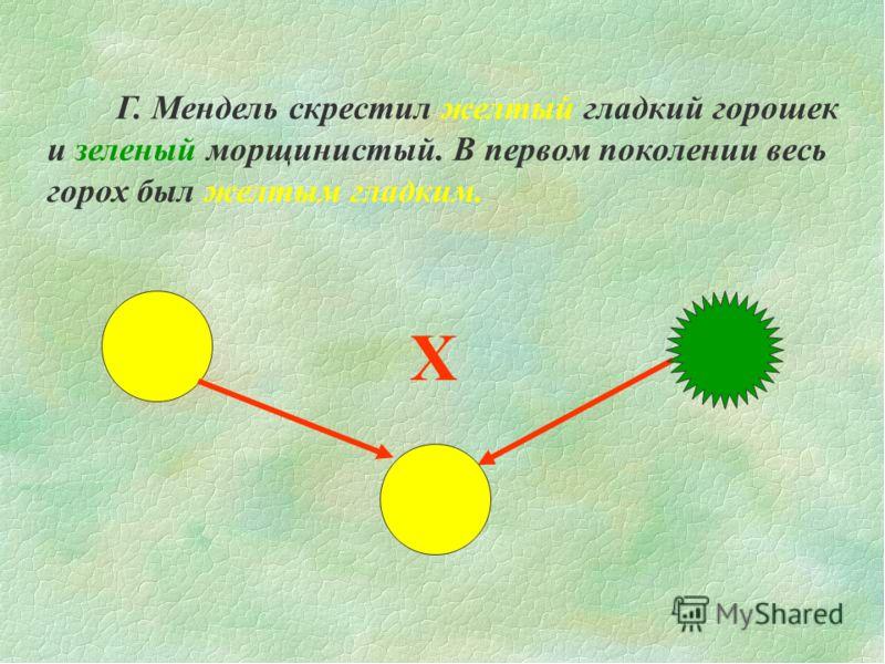 С чем скрещен желтый. Горох желтый зеленый гладкий морщинистый. Скрестили желтый гладкий горох и зеленый. Зеленый и желтый горошек Менделя. Жёлтый гладкий Колобок скрестился с зелёным морщинистым,.