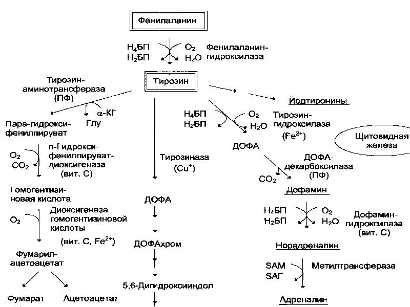 Аминокислота тирозин презентация