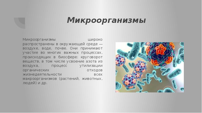 Проект микрофлора воздуха