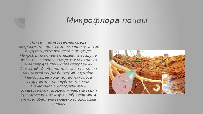 Микробиология почвы презентация