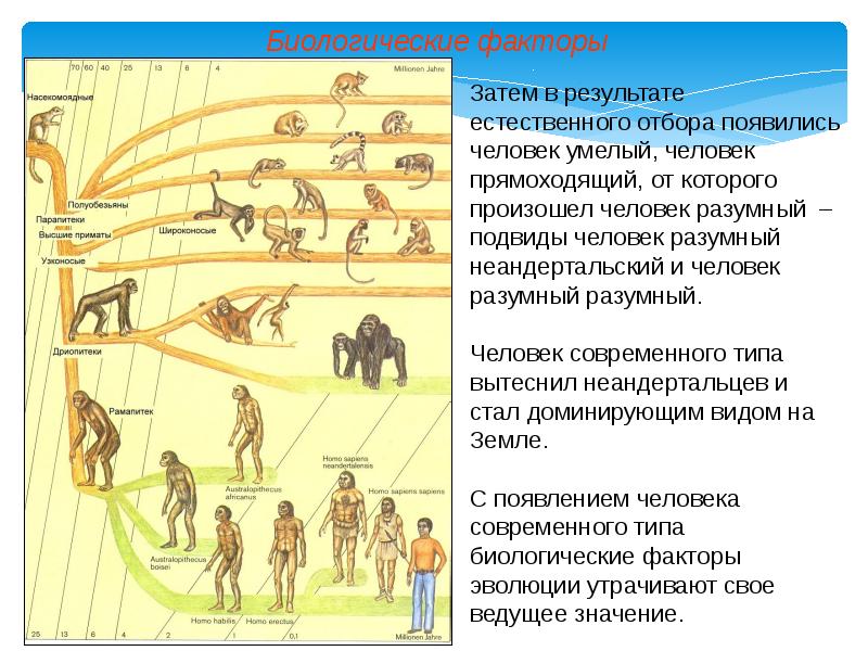 Факторы эволюции человека презентация 11 класс биология