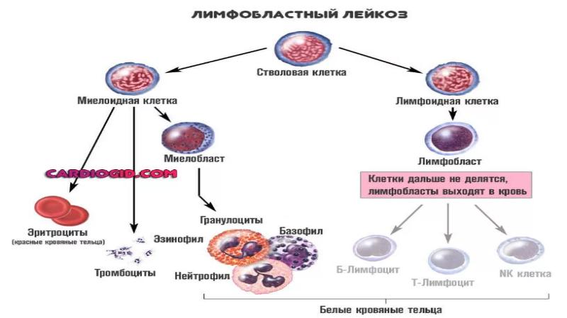 Презентация на тему лейкоз